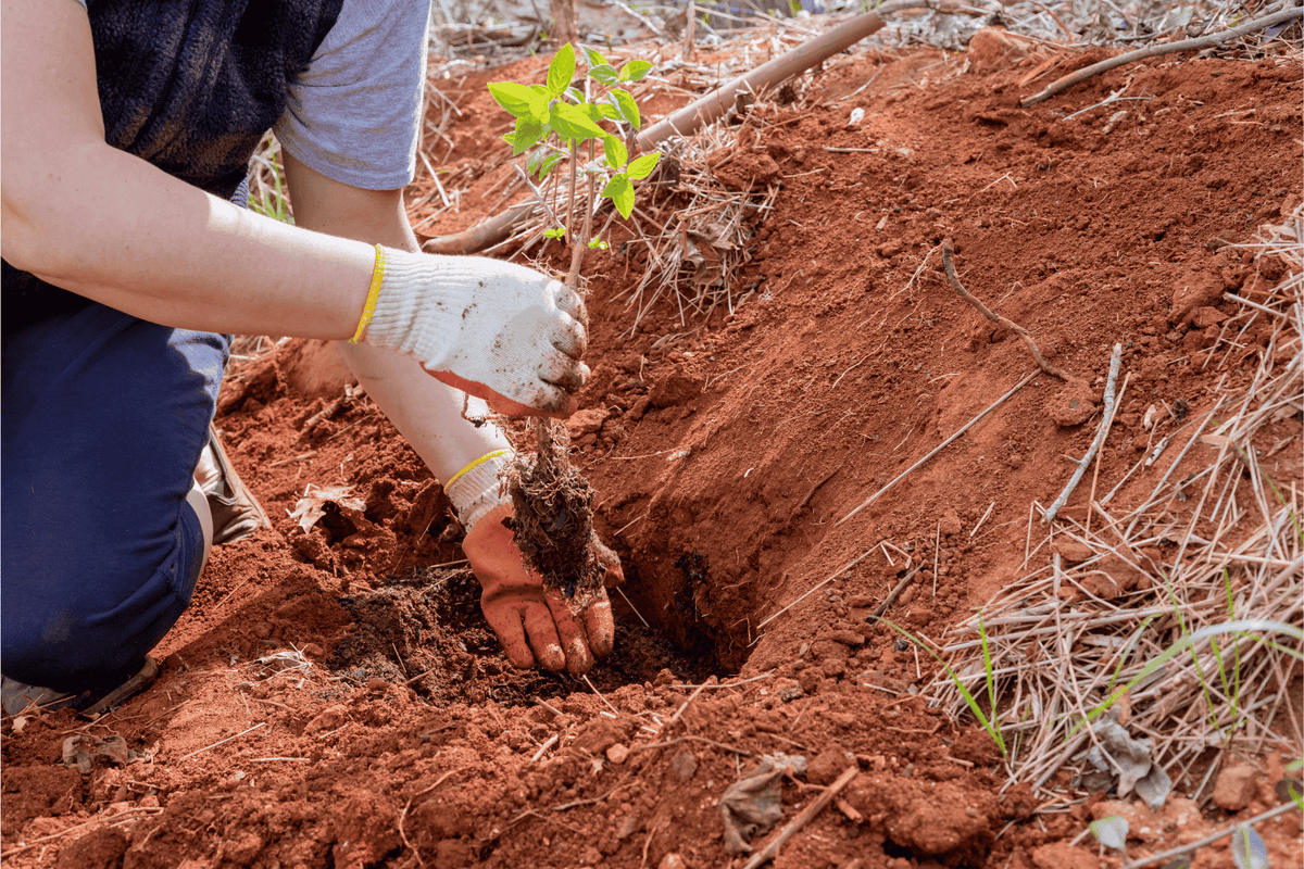 Tree Planting & Reforestation background