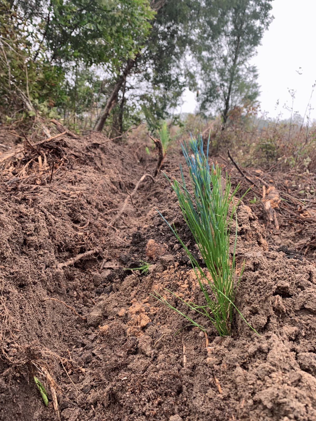 Pine Planting background