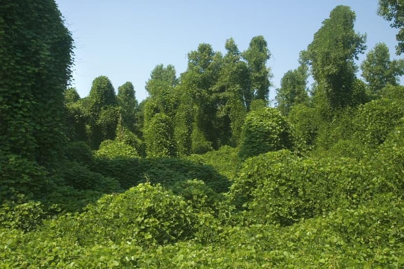 Dense invasive plants overtaking unmanaged forest land