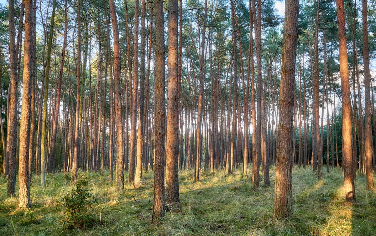 Healthy forest habitat supported by a professional wildlife management plan
