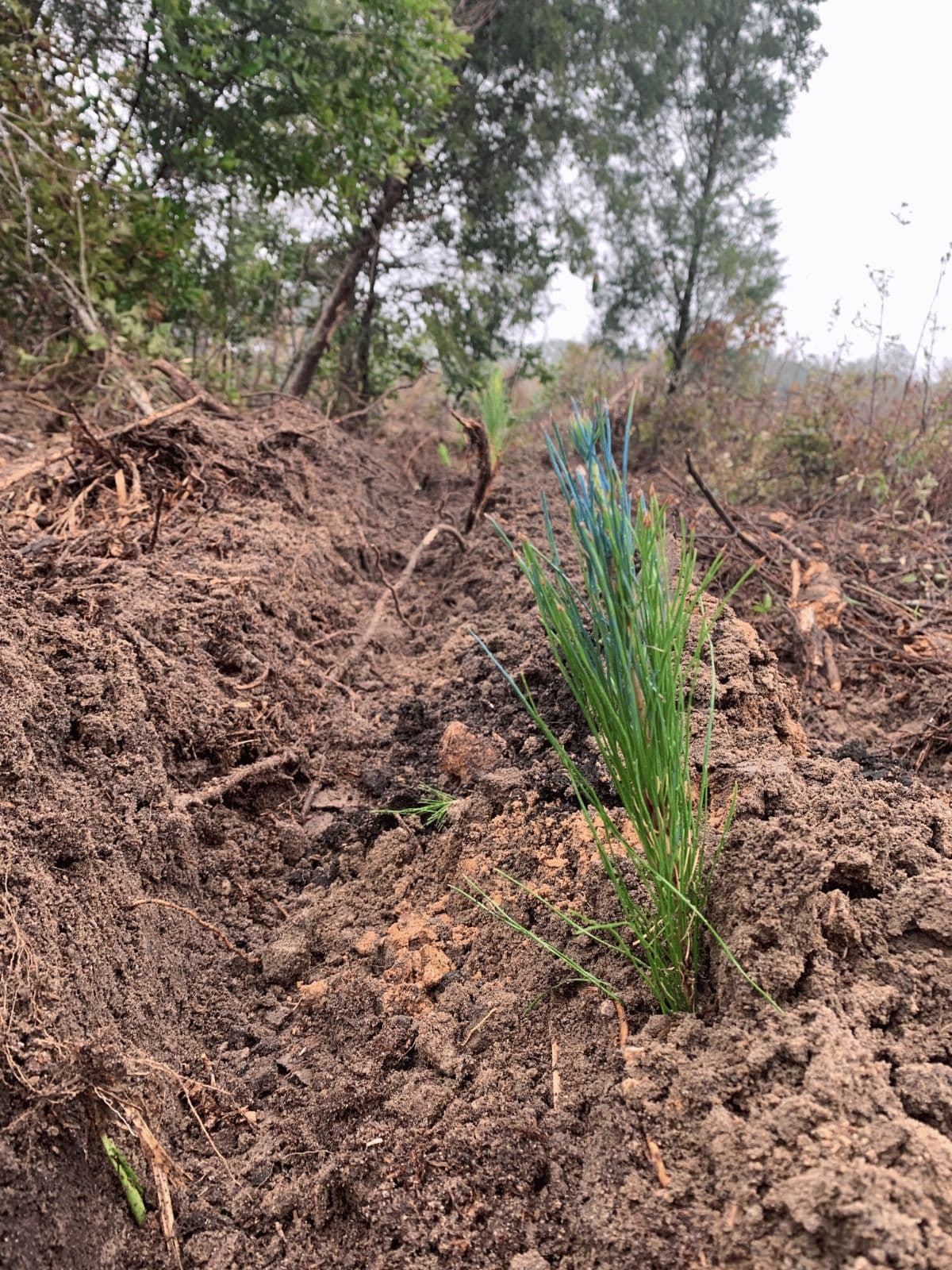 Forestry tractor with V-blade planter establishing a Loblolly pine stand