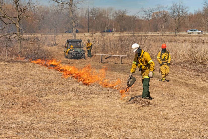 Prescribed forest burn improving woodland health and reducing wildfire risk