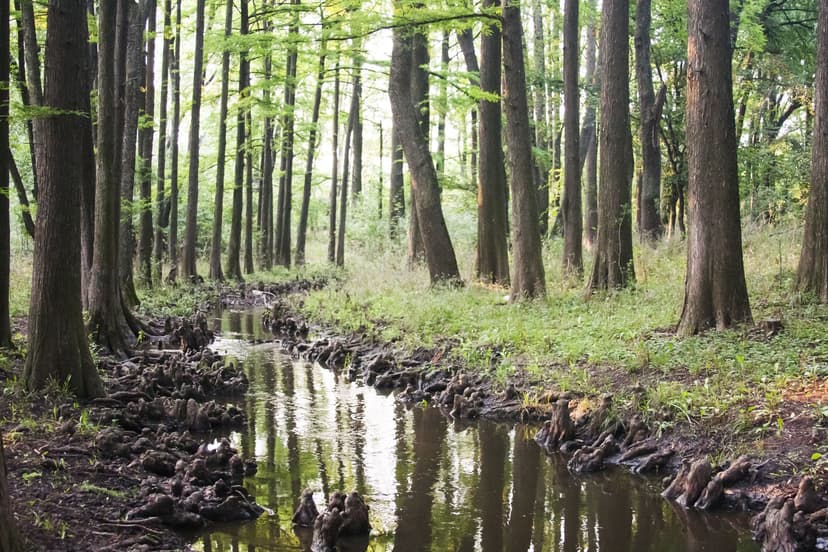 Forest stream flowing through managed wildlife habitat