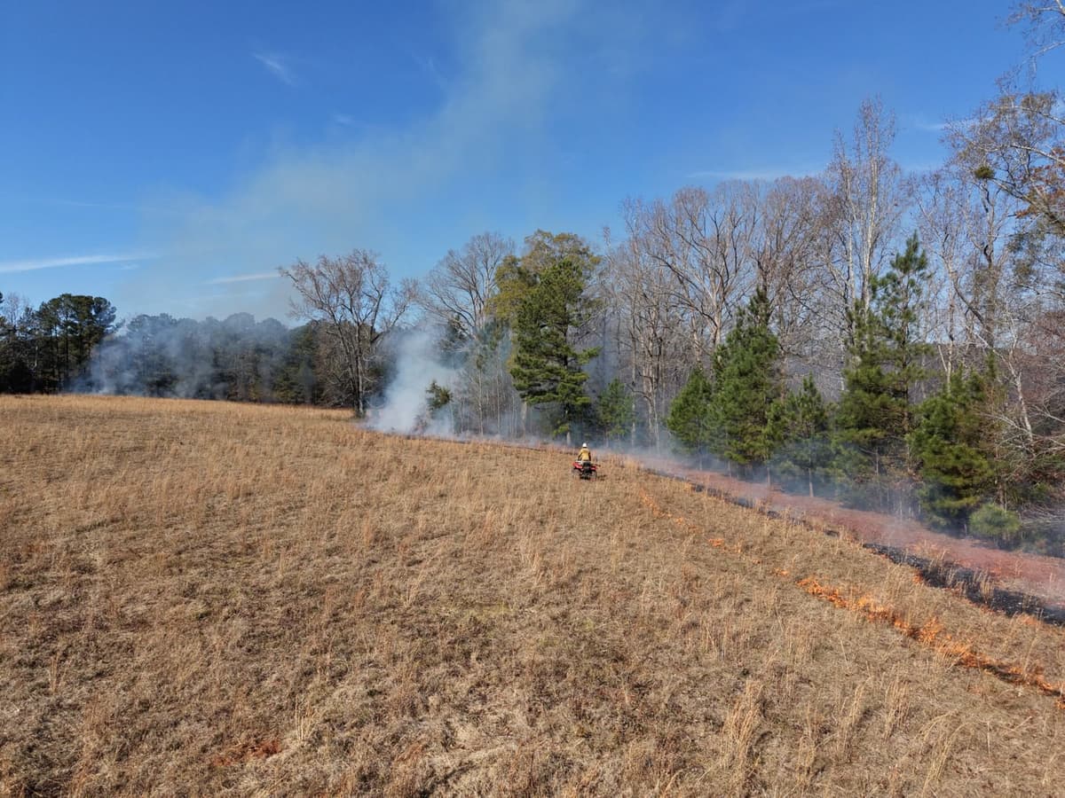 Controlled winter burn reducing fuel load in managed pine forest