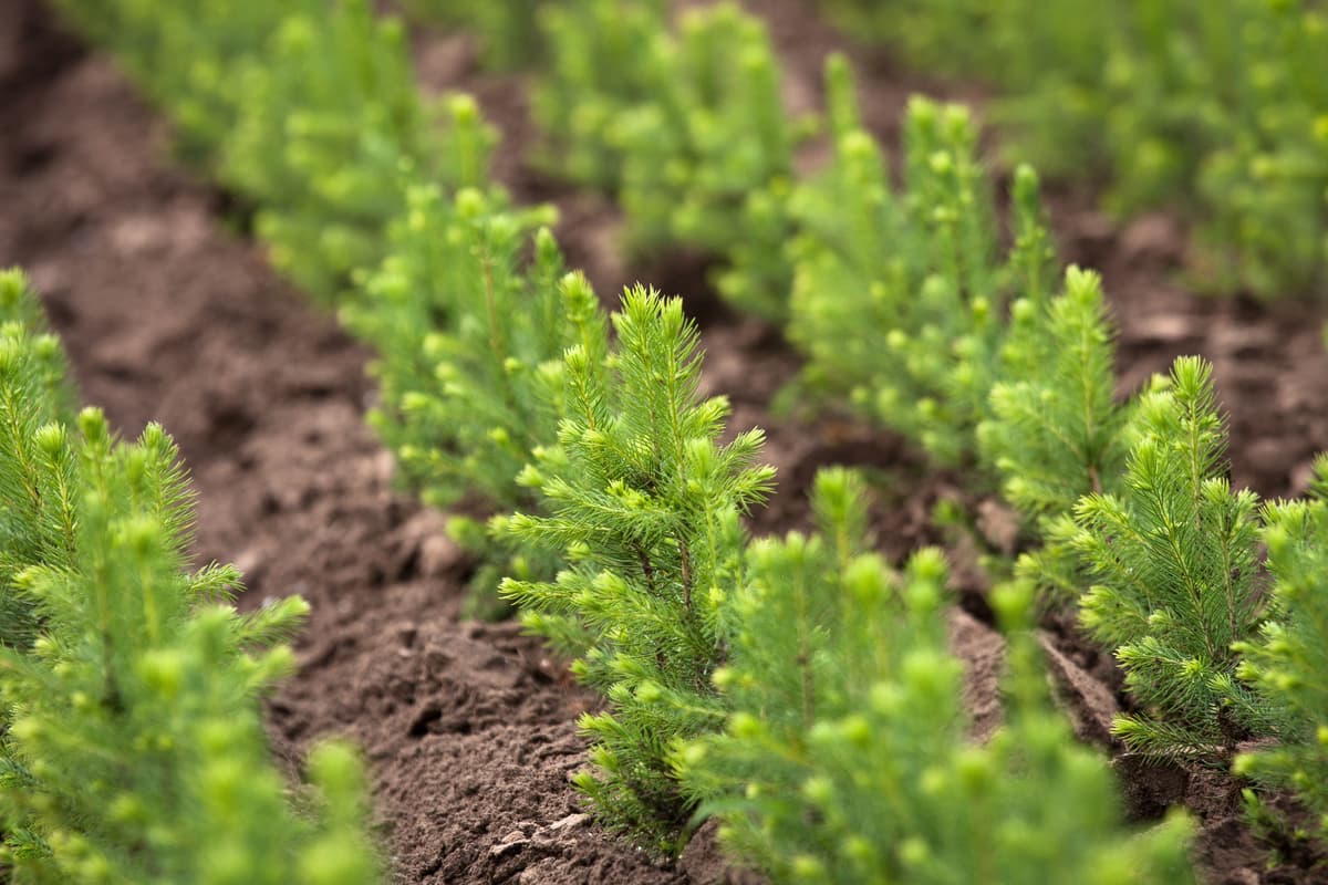 Young tree seedlings planted with proper spacing for healthy forest growth