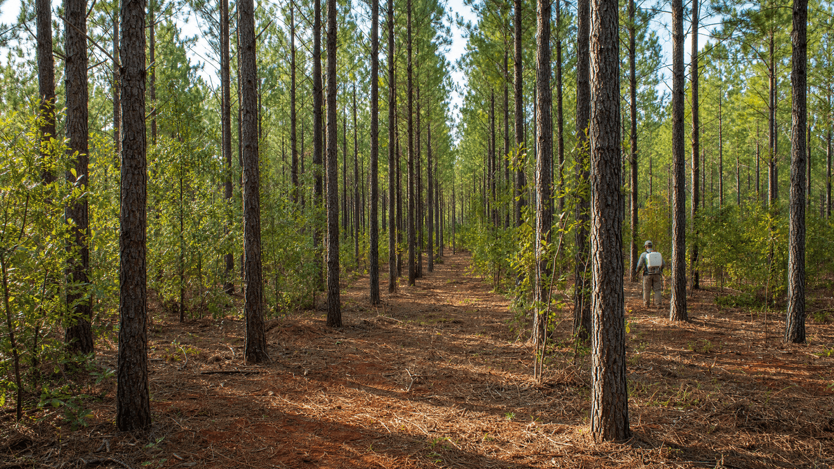 Established pine stand after mid-rotation release with reduced hardwood competition