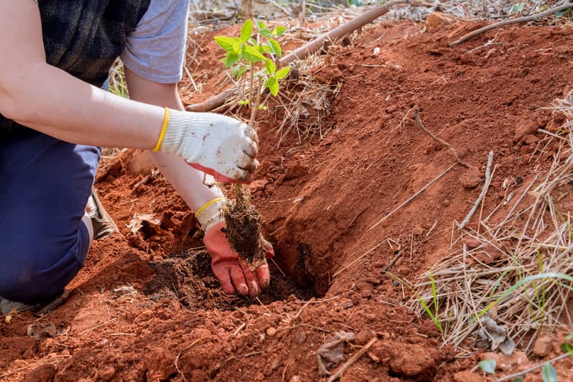 Professional hand planting crew restoring forest land